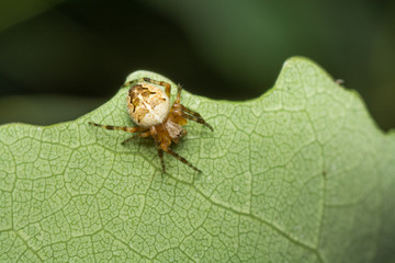 macro of a fly