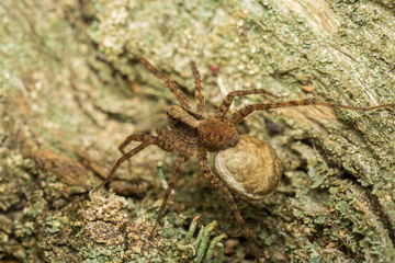 spider on a web