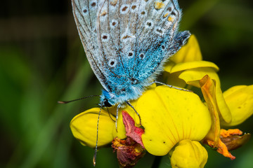 butterfly on leaf