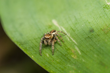 Паук-скакун