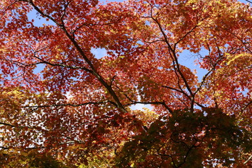 紅葉