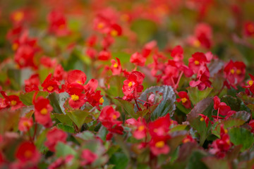 Red flowers background with red shimmery wax begonia semperflorens cultorum