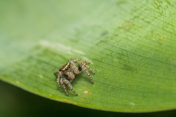 Паук-скакун