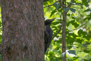 Черный дятел