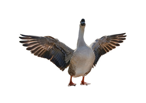 The grey goose is flapping its wings. White background isolated