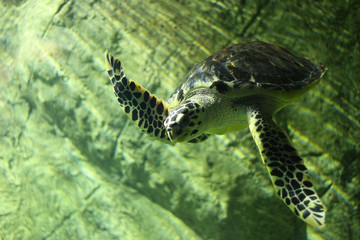 turtle