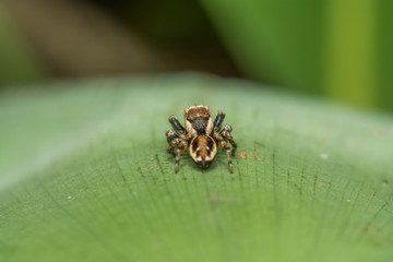 Паук-скакун
