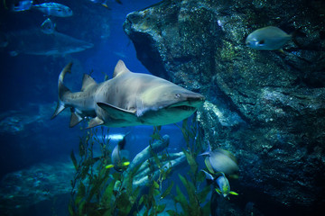 shark underwater sea large Ragged Tooth Shark or Sand Tiger Shark