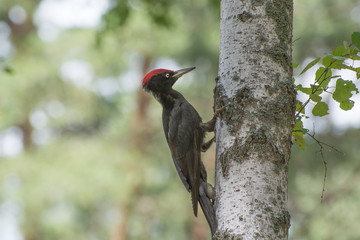 Черный дятел