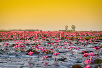 Udon Thani Thailand red or pink field river with pink water lily lotus field Red Lotus Sea water lilies