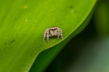 Паук-скакун