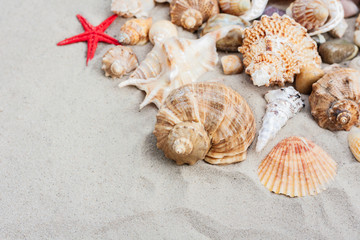 Summer beach tropical background, seashells on sand