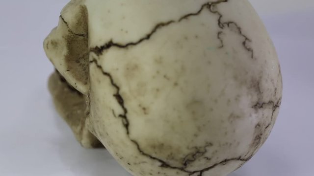 terrifying human skull that turns with white background