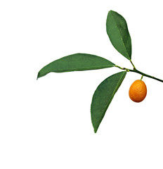 Branch of kumquats