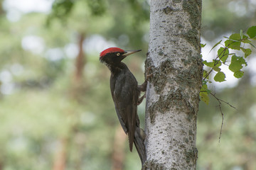 Черный дятел