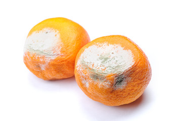 Group of mouldy rotten mandarins
