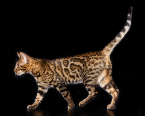 Bengal cat isolated on Black Background in studio