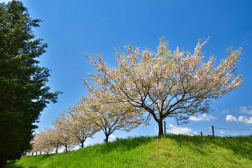 Obraz premium 栃木 思川沿いの桜並木