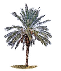 Fototapeta na wymiar Palm tree isolated on white background
