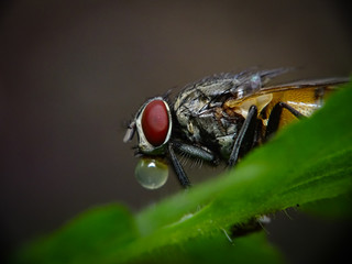 Close Up Photo of fly with water drop on its mouth