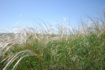 Obraz na płótnie Canvas feather grass and sky