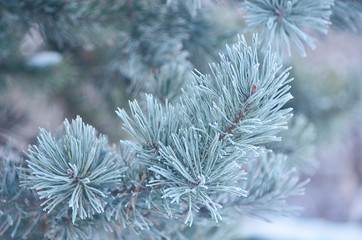 Green spruce in the snow. Spruce in the winter. Symbol of new year holidays. The symbol of the New year. Drops of water on the branches of spruce. Snow on fir branches. Pine branches. Christmas mood. 