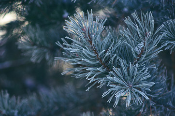 Green spruce in the snow. Spruce in the winter. Symbol of new year holidays. The symbol of the New year. Drops of water on the branches of spruce. Snow on fir branches. Pine branches. Christmas mood. 