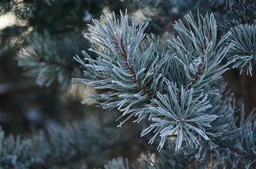 Naklejka na ściany i meble Green spruce in the snow. Spruce in the winter. Symbol of new year holidays. The symbol of the New year. Drops of water on the branches of spruce. Snow on fir branches. Pine branches. Christmas mood. 