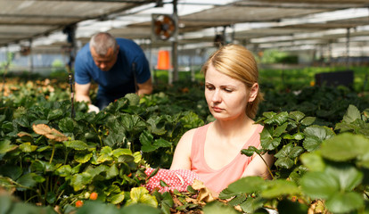 Woman with man cultivating strawberry