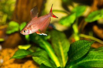 small aquarium fish Hyphessobrycon bentosi, fresh water aquarium, the Amazon river