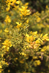 Naturaleza y flores de invierno