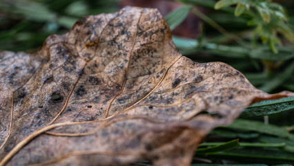 Herbstblatt im Detail