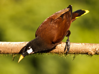 Montezuma-Stirnvogel (Psaracolius montezuma)