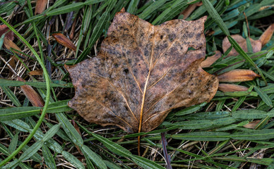 Herbstblatt im Detail