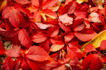 Photo of a lot of reddish leaves on ground