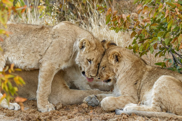 Young lions ( Panthera Leo) cuddling, Ongava Private Game Reserve ( neighbour of Etosha), Namibia.