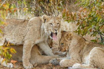 A young lion ( Panthera Leo) yawning, Ongava Private Game Reserve ( neighbour of Etosha), Namibia.