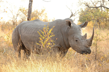 Fototapeta premium African White Rhino in a South African Game Reserve