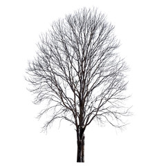 dry tree isolate on white background