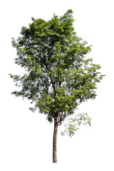 Obraz premium tropical tree isolate on white background