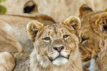 A young lion ( Panthera Leo) looking in the camera sneezing, Ongava Private Game Reserve ( neighbour of Etosha), Namibia.