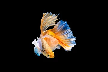  The moving moment beautiful of yellow siamese betta fish or splendens fighting fish in thailand on black background. Thailand called Pla-kad or dumbo big ear fish. © Soonthorn