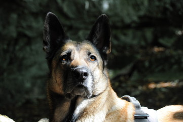 Belgischer Schäferhund Malinois wartend und wachend im Wald, malinois waiting and watching in the wood