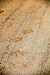 Fototapeta na wymiar Paw-print tracks of an African Lion on a dirt road