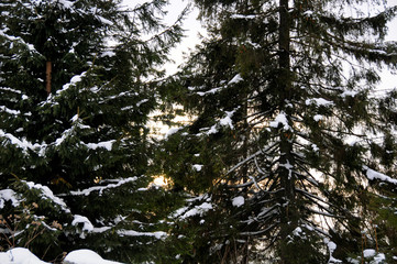 The sun breaks through the snow-covered spruce 