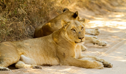  African Lion in a South African Game Reserve