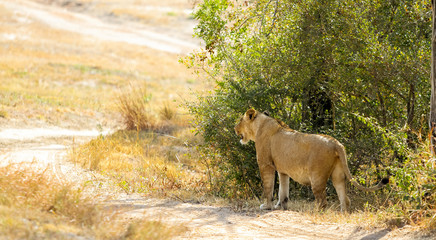  African Lion in a South African Game Reserve