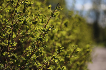 Spring nature. Leaves and bushes with the first green leaves in the park in the spring. Green leaves on branches in springtime.