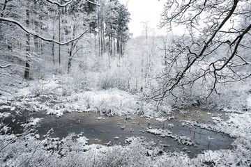 Zimowy las  © Iwona