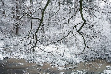 Zimowy las  © Iwona